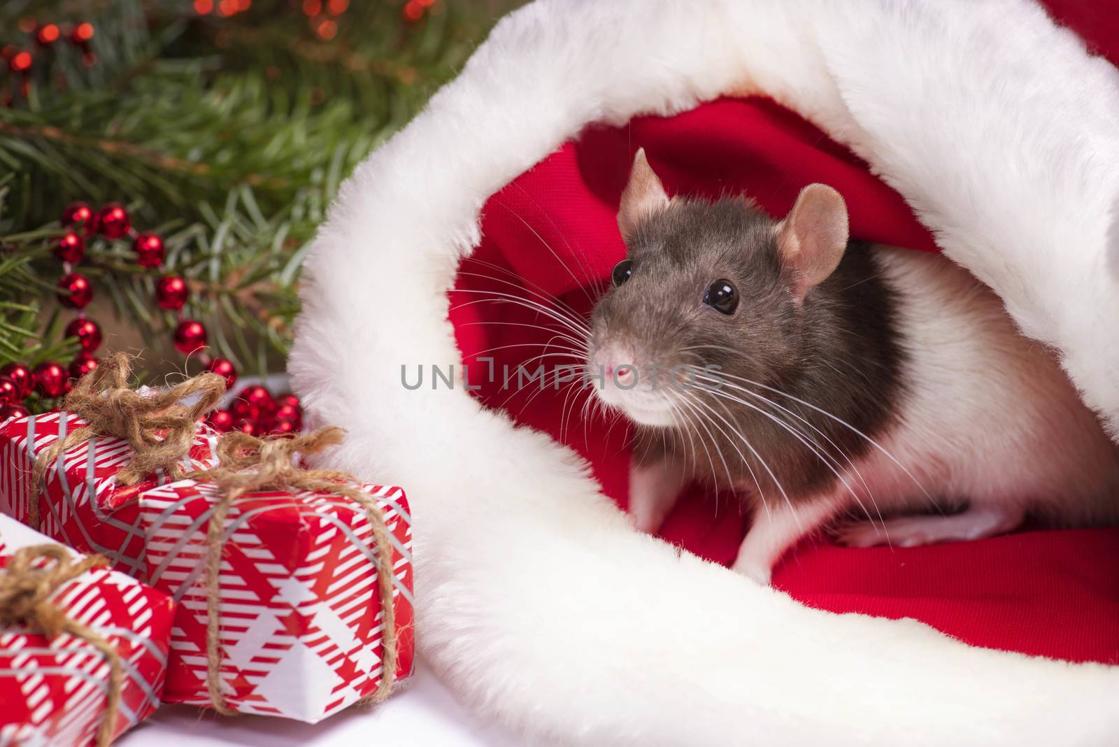 Close up of cute rat looks out of red christmas hat. Rat is symbol 2020 New Year. New Year concept.Cute rat is sitting in a Christmas hat next to gifts and New Year decorations and presents.