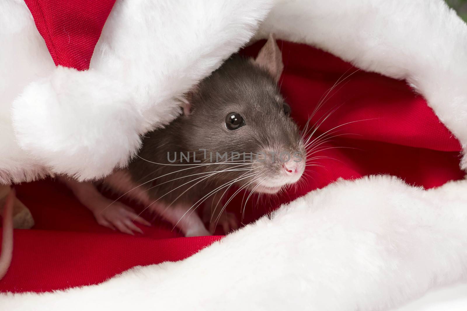 New Year's concept. Year of the Rat 2020. Cute grey and white rat symbol of the new year 2020 sits and hides in the red hat of Santa Claus.Christmas hat Santa Claus in an animal.