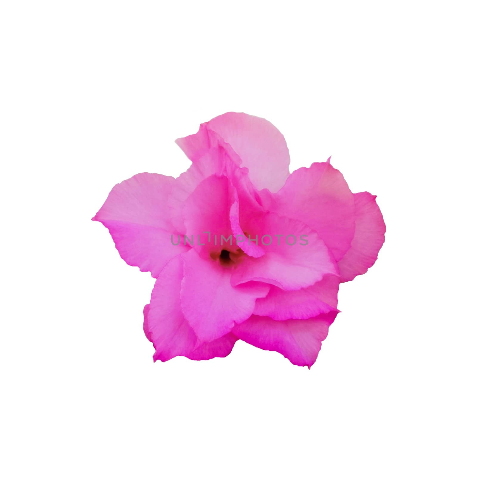 Close-Up pink flower Isolated on white background.