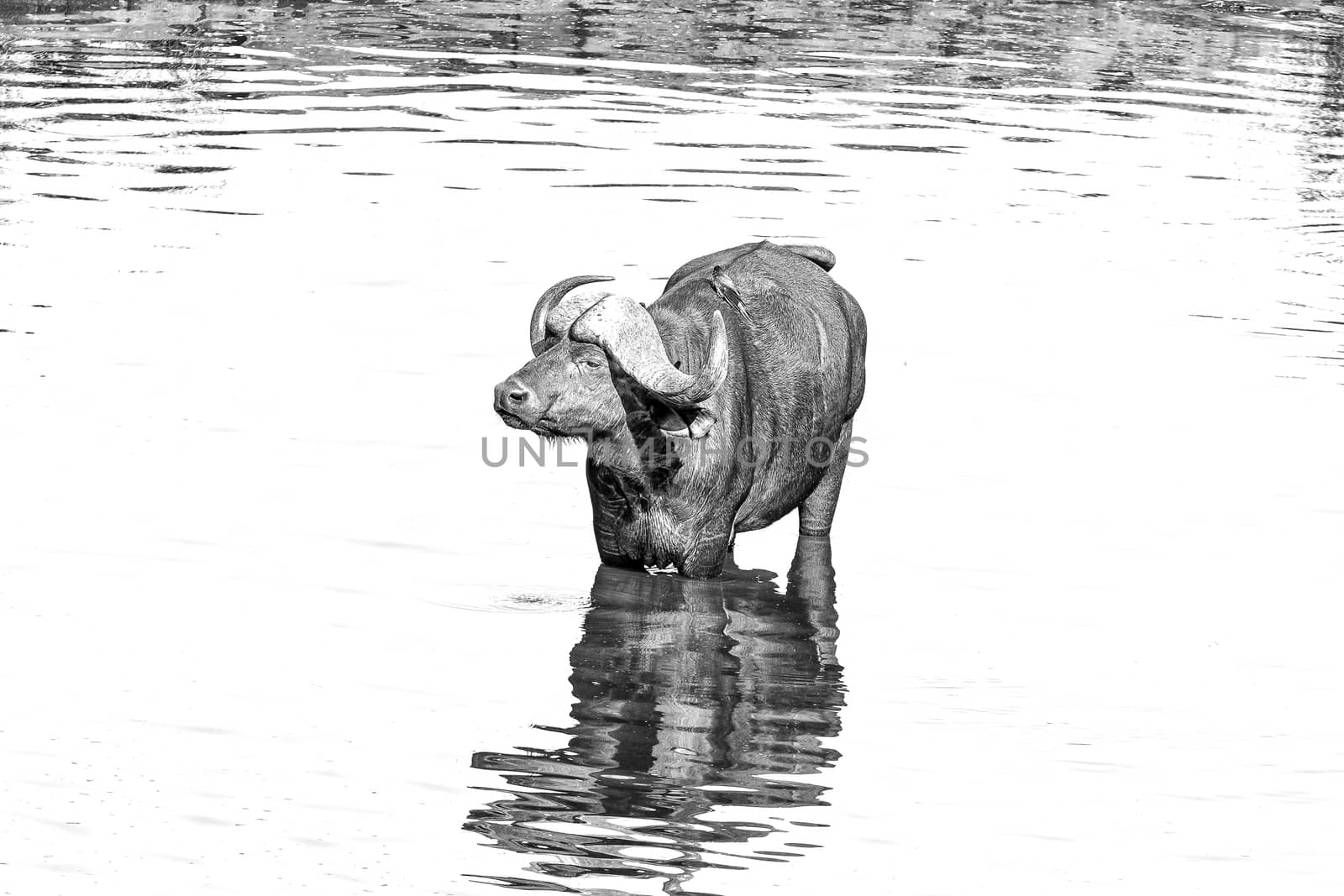 A cape buffalo, Syncerus caffer, inside a river. Monochrome