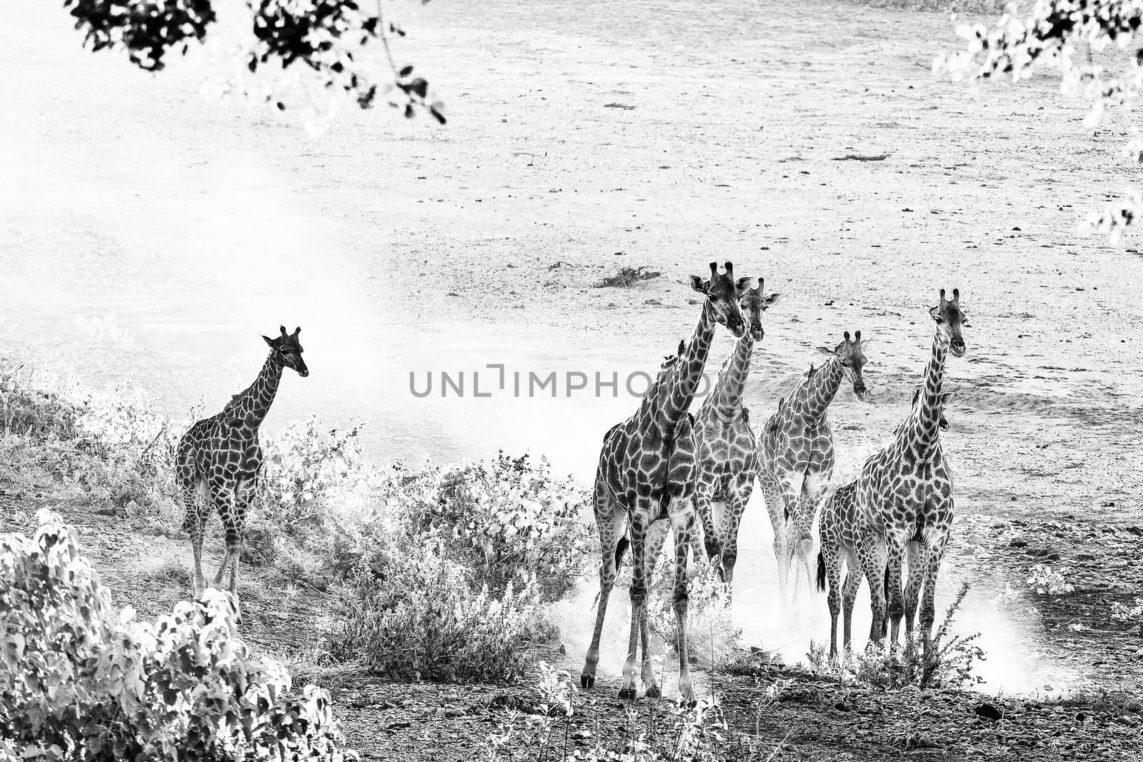 A giraffe herd in the last rays of sunlight in the Mpumalanga Province of South Africa. Oxpeckers are visible. Monochrome