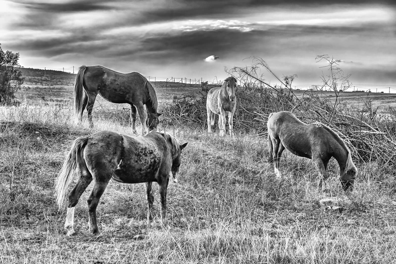 Four horses grazing at sunset near Lydenburg. Monochrome by dpreezg