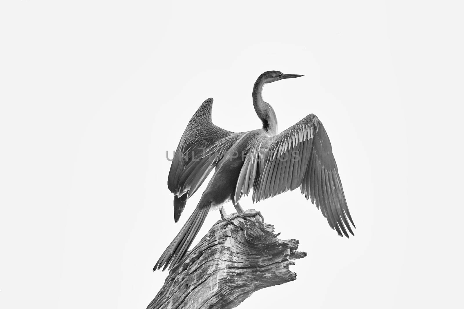 An african darter, Anhinga rufa, on a tree stump against the glare of sunrise. Isolated on white. Monochrome