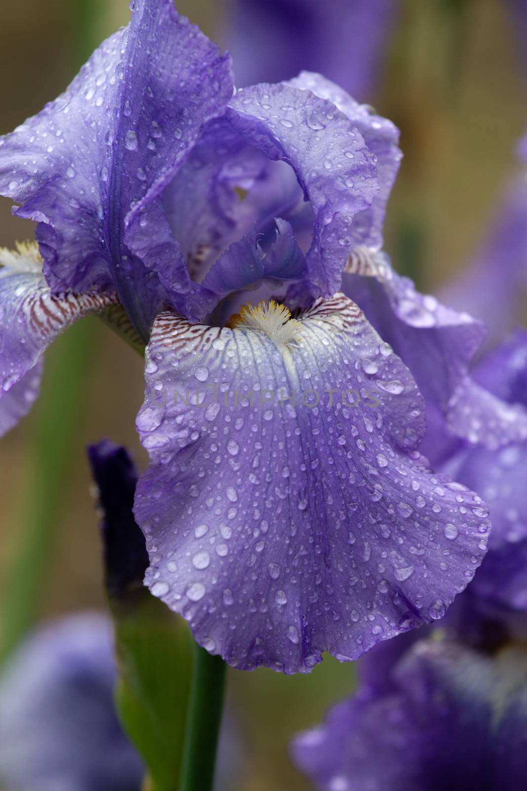 Iris flower bloom after rain close up by fogen