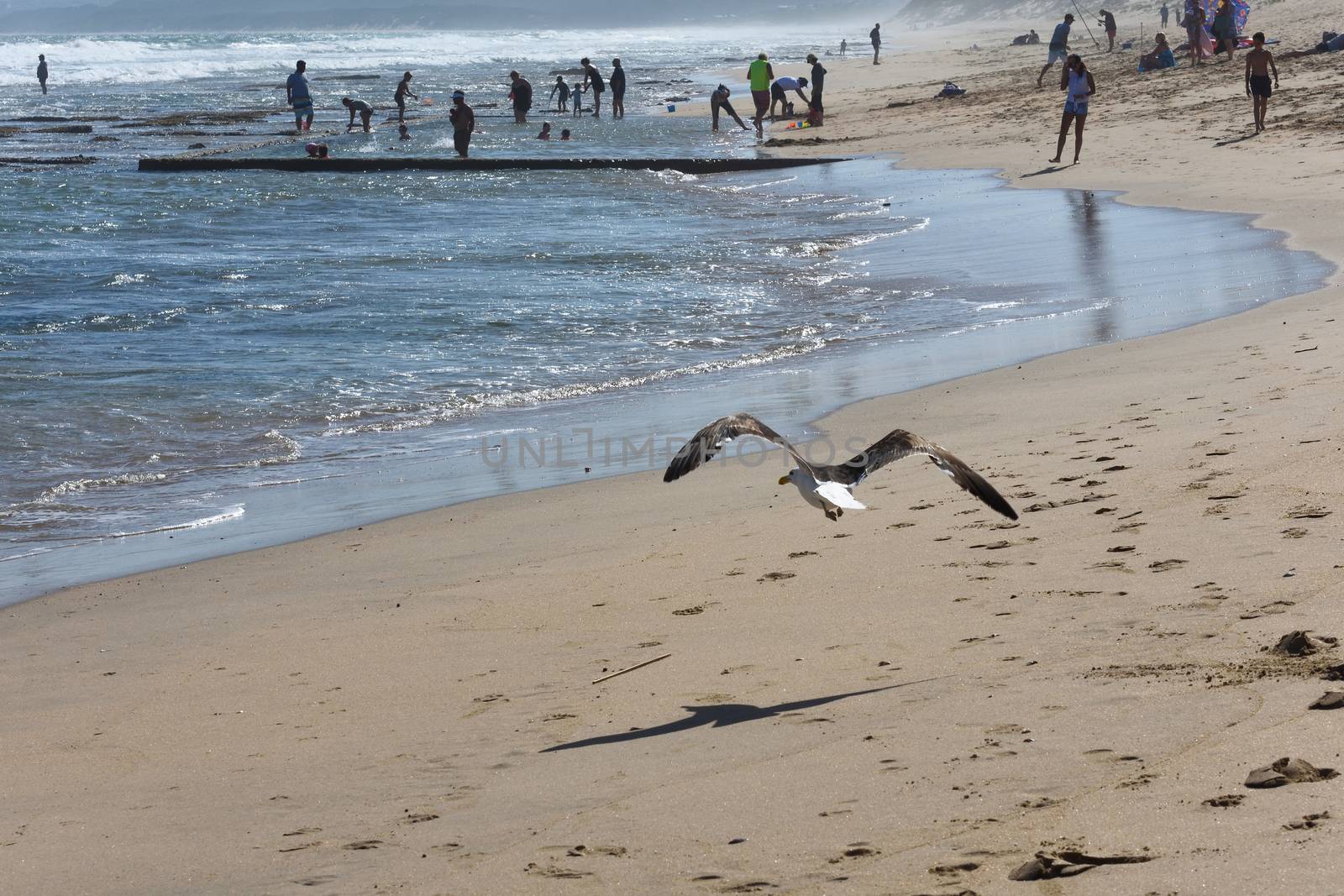 Kelp Gull Flying On Summer Vacation Beach (Larus dominicanus) by jjvanginkel