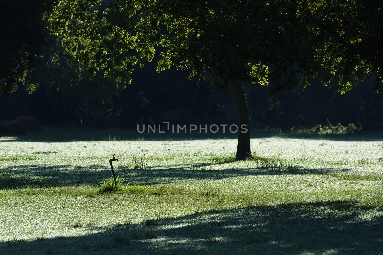 Early Morning Dew Covered Grass In Park by jjvanginkel