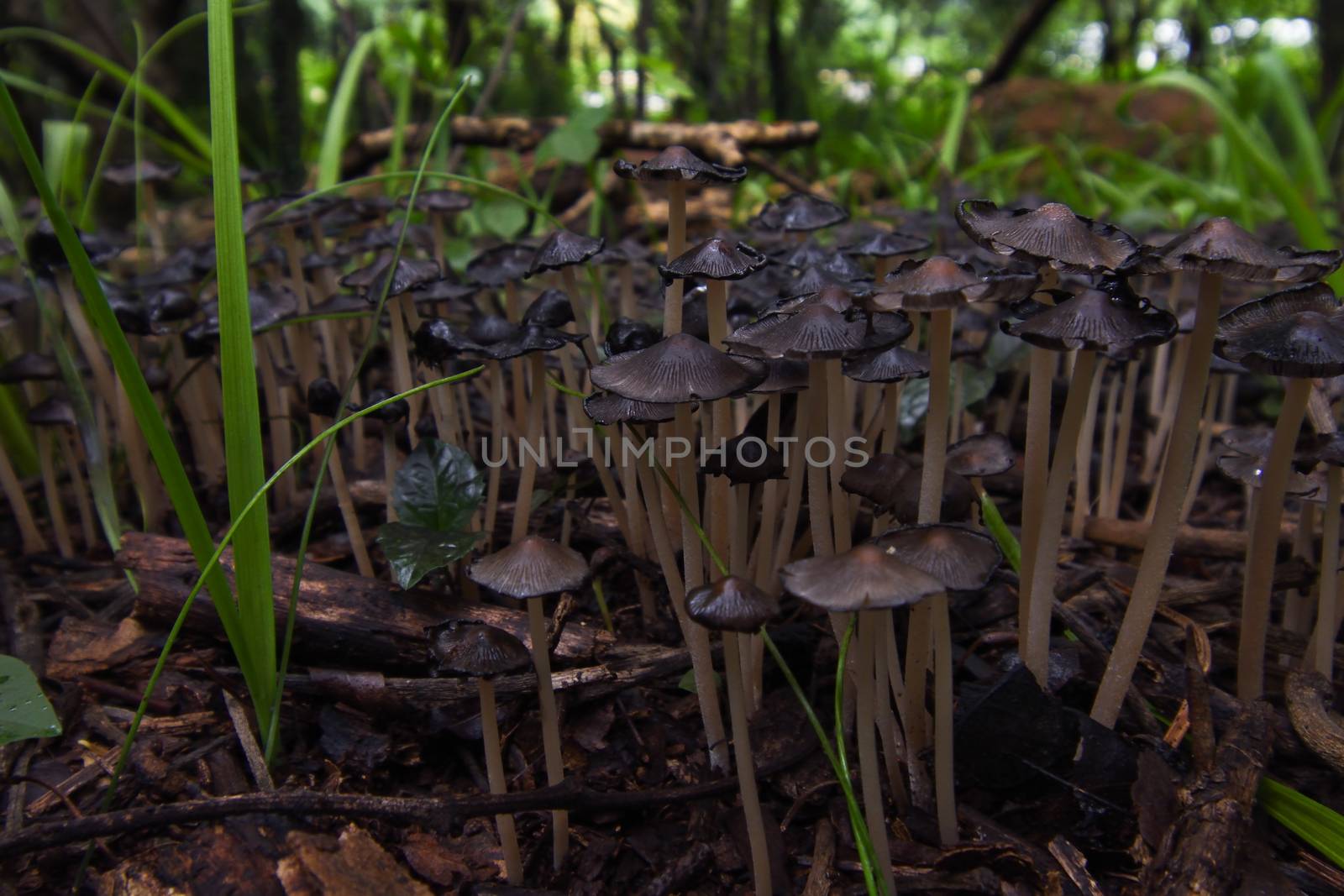 A naturally growing patch of black inky cap mushrooms (Coprinopsis atramentaria) in a shaded forest area, Pretoria, South Africa