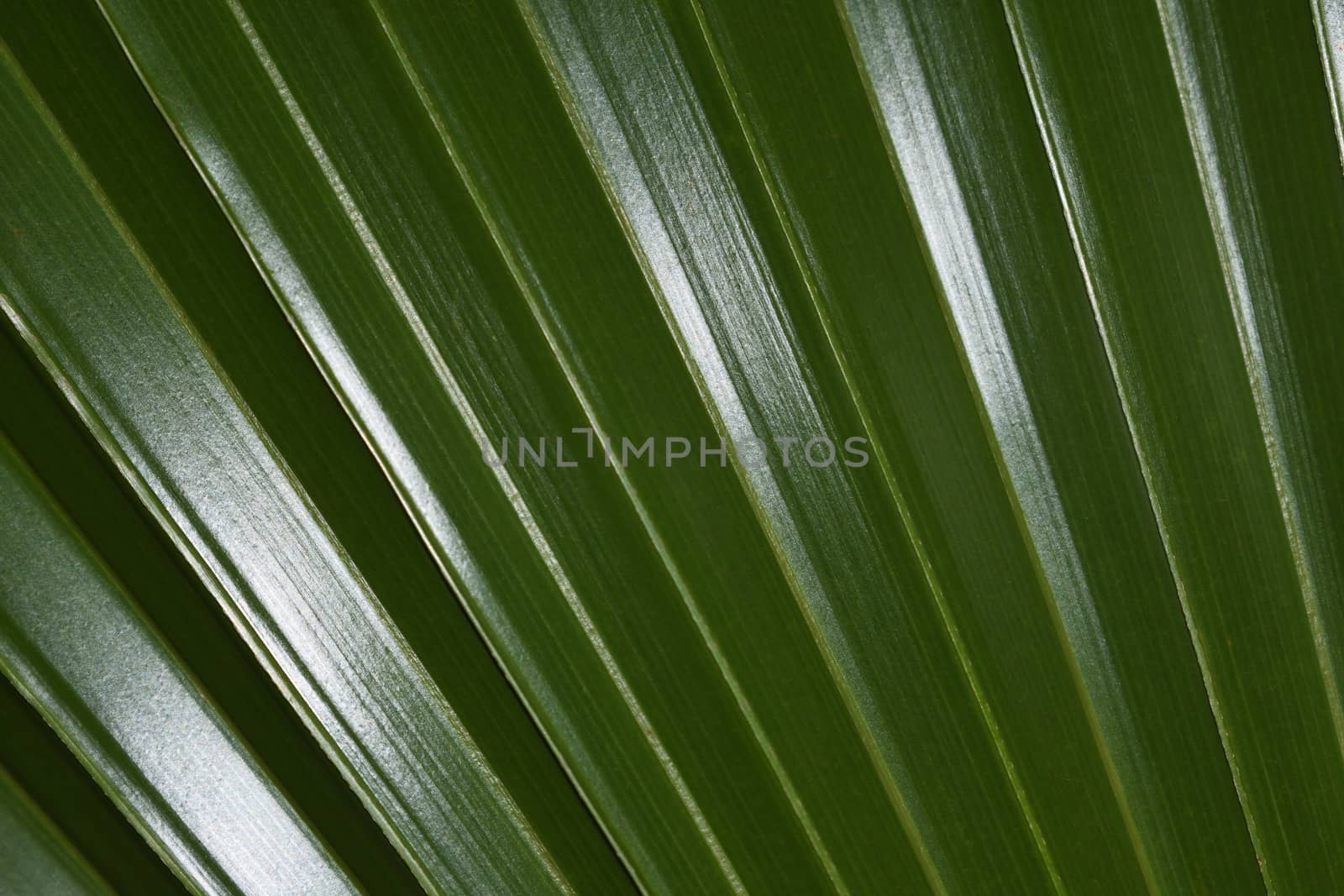 A perfect latania fan palm leaf (Latania lontaroides) close-up frame, Pretoria, South Africa