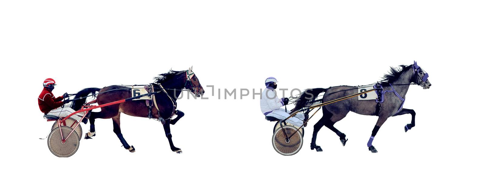 winter running horses racetrack racing isolated on white background by dikkens