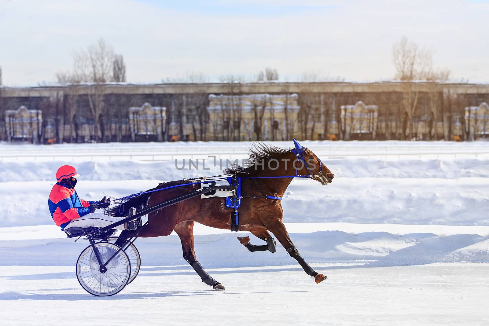 winter running horses racetrack racing