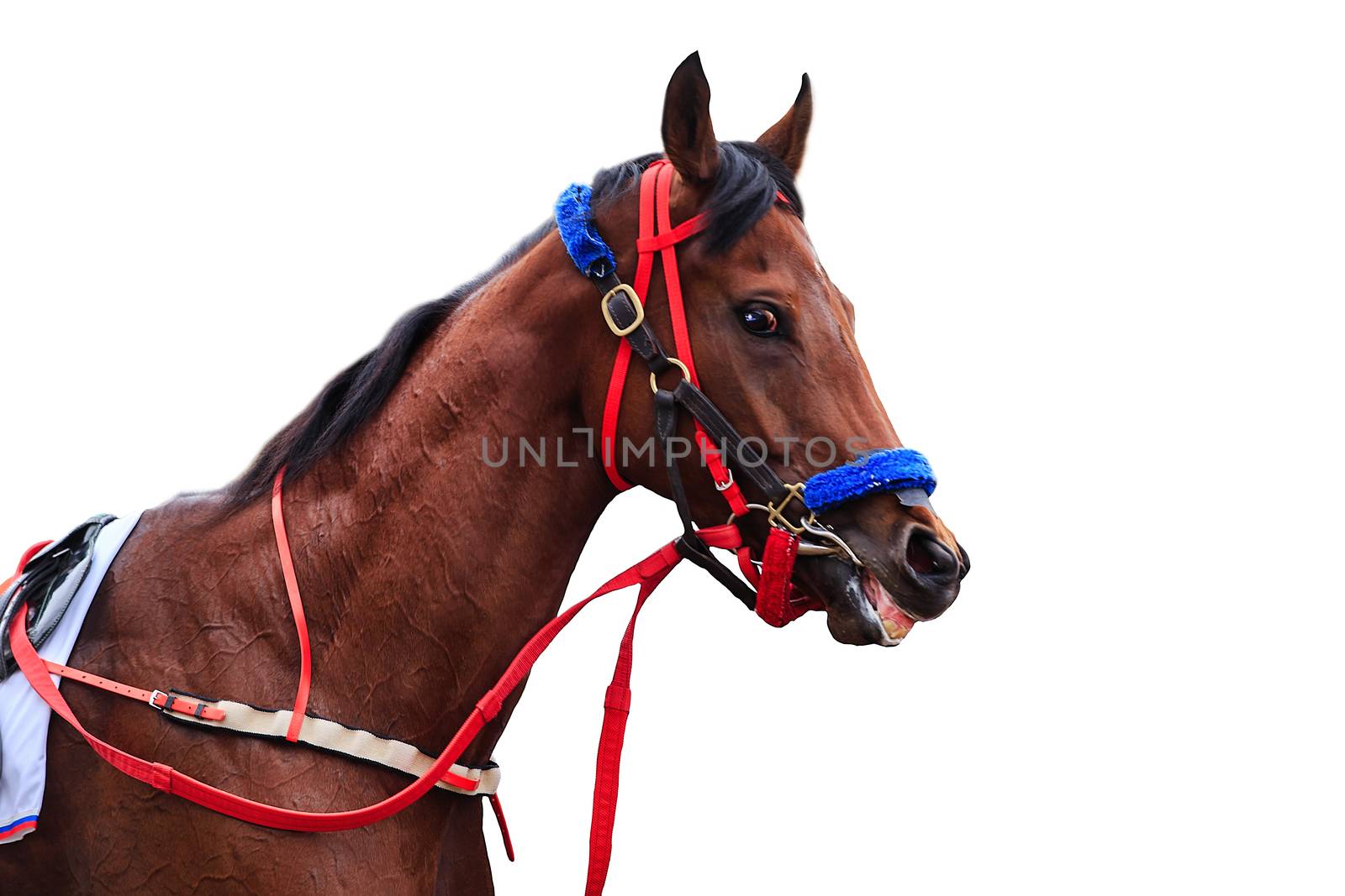 horse racing horse isolated on white takeucki horse isolated on white background