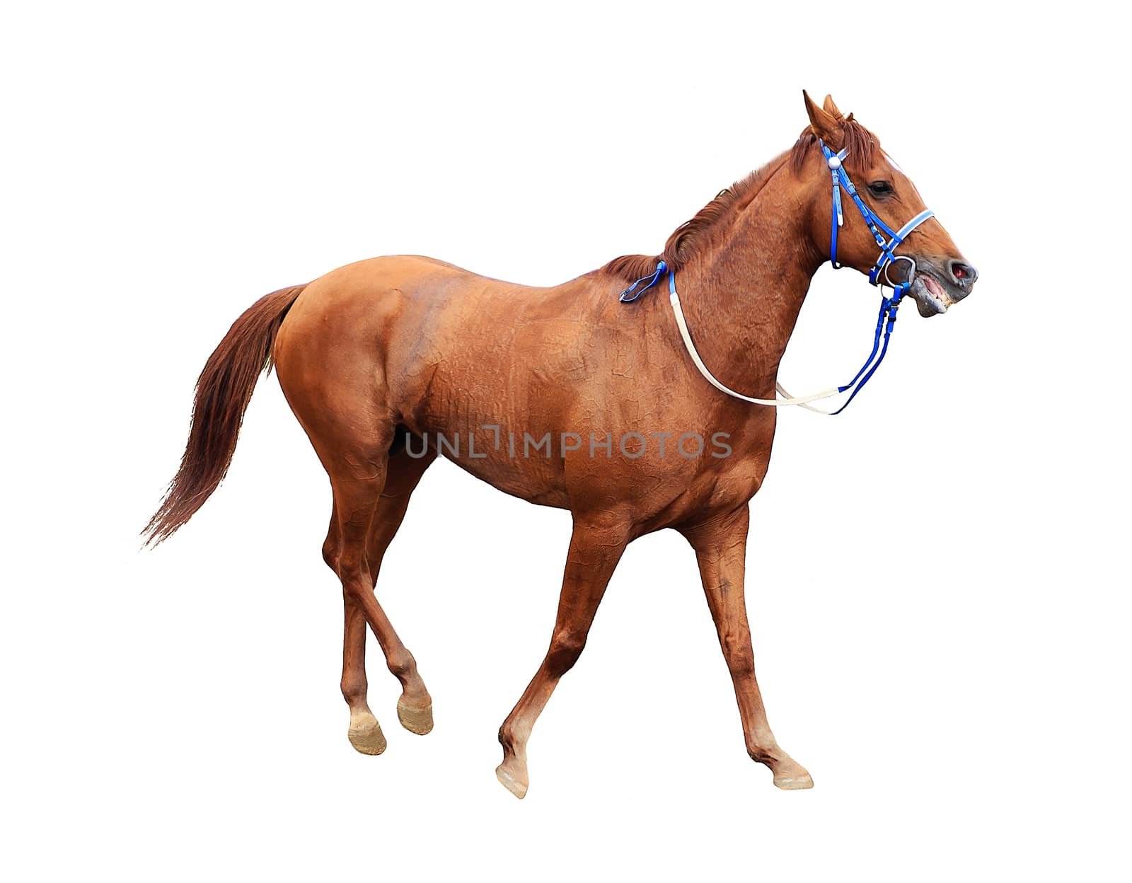 young frisky stallion in a red team, horse standing isolated on white background