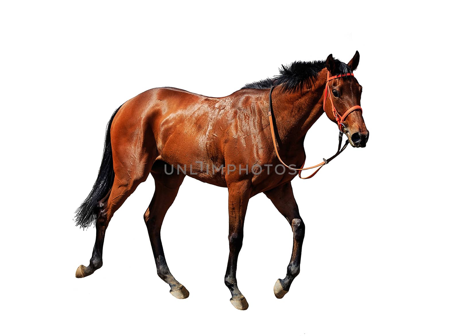 young frisky stallion in a red team, horse standing isolated on white background by dikkens