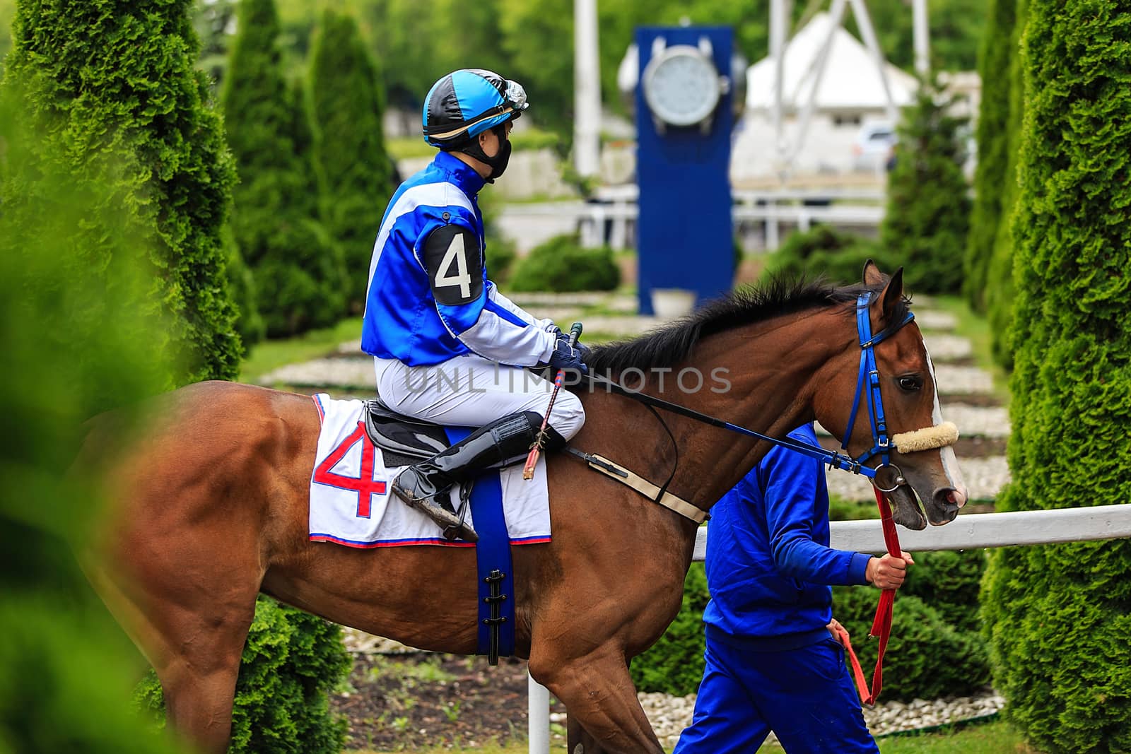 horse racing jockey and his horse ready to start, the horse leads the reins of the horse in blue uniform by dikkens