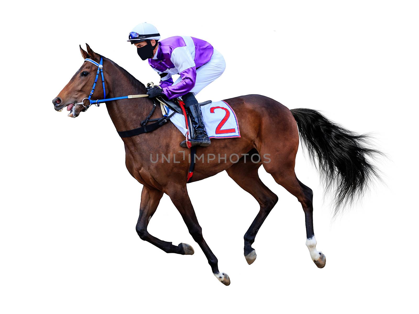 horse jockey racing isolated on white background