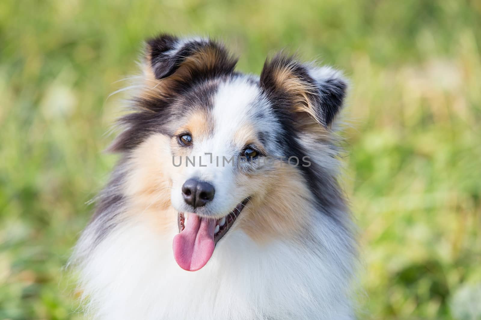 three-color small Scottish shepherd shelty on green grass on a Sunny day, Merle by dikkens