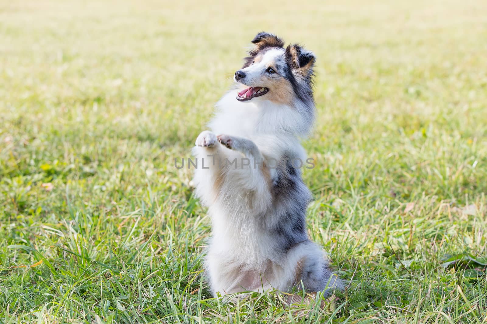 three-color small Scottish shepherd shelty on green grass on a Sunny day, Merle