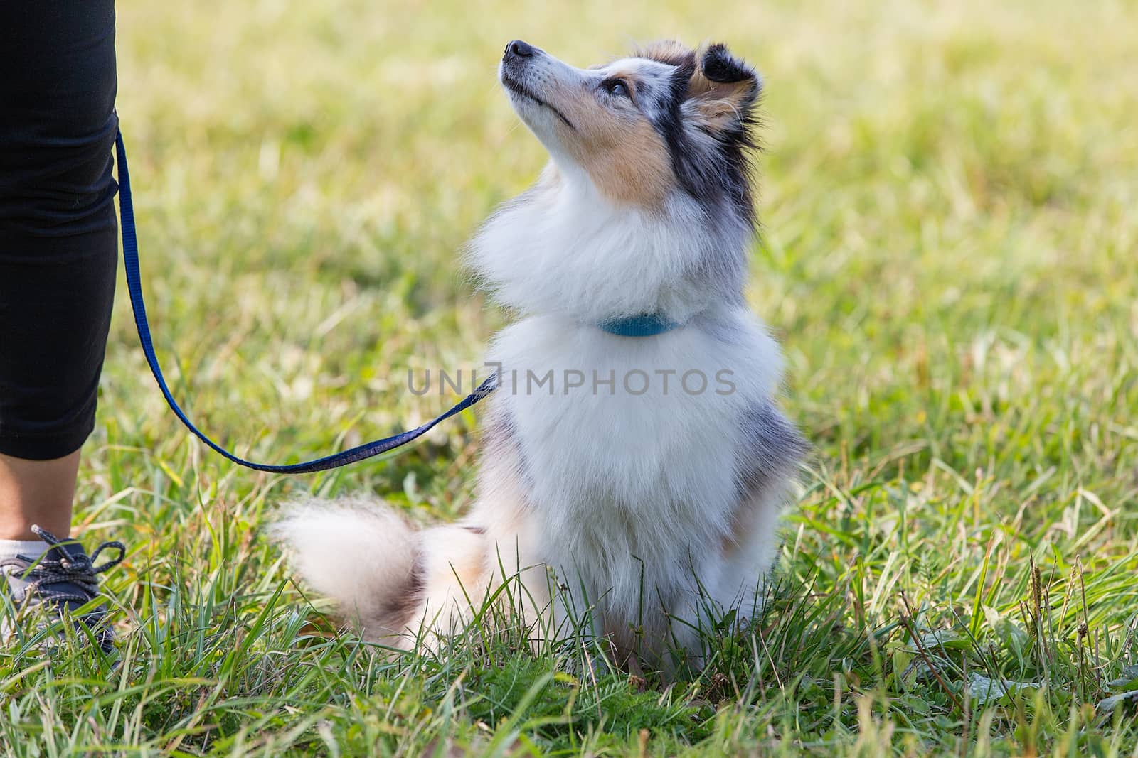 three-color small Scottish shepherd shelty on green grass on a Sunny day, Merle