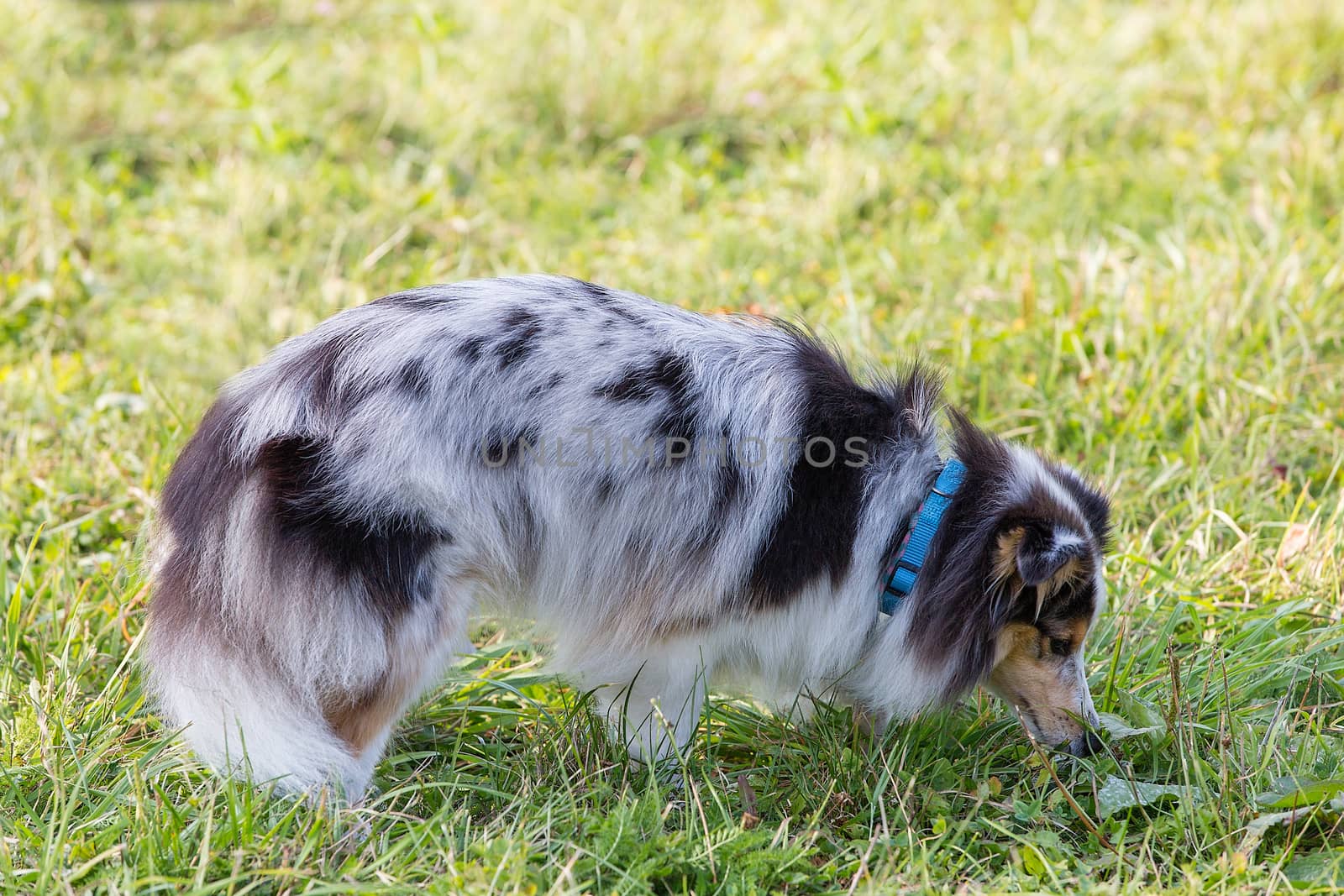 three-color small Scottish shepherd shelty on green grass on a Sunny day, Merle