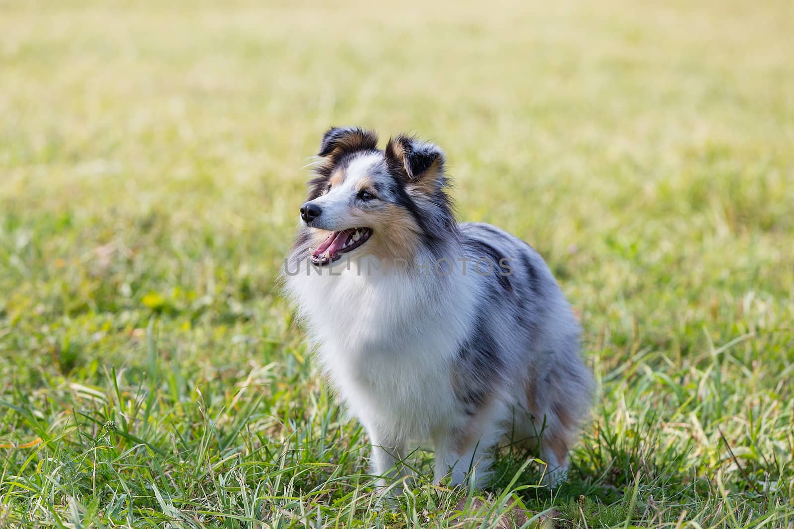 A beautiful little shelty, a small Scottish shepherd sitting on a Sunny day on the grass, a portrait with a sweet gentle sharp muzzle