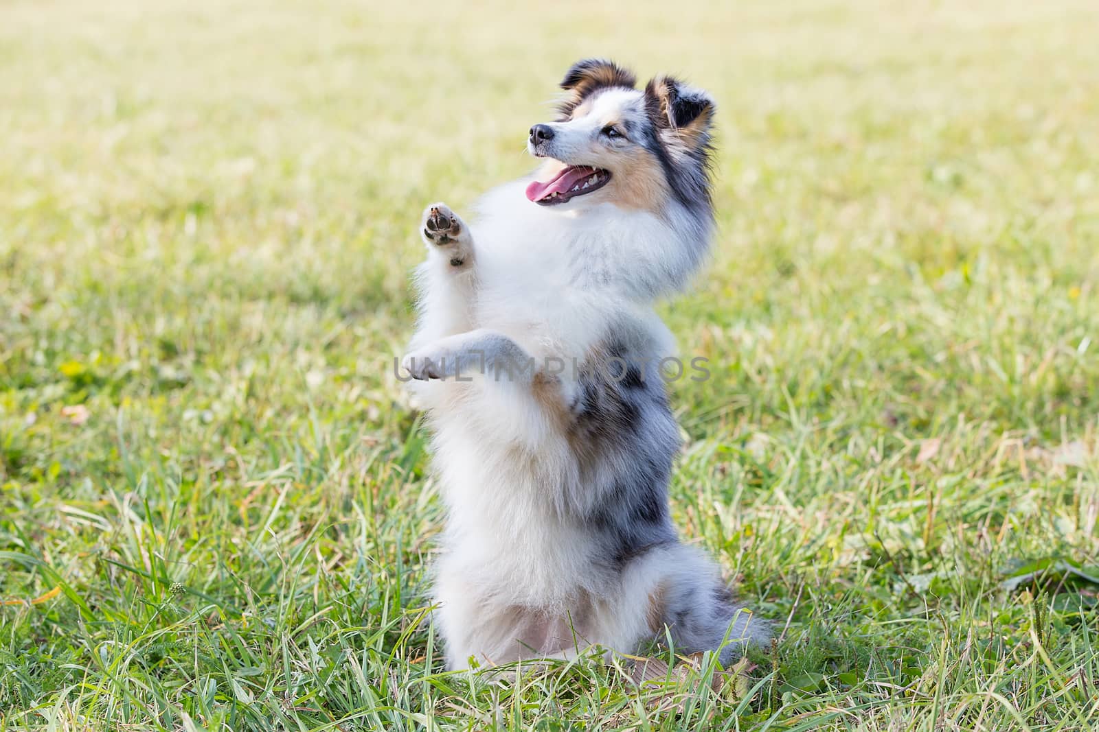 A beautiful little shelty, a small Scottish shepherd sitting on a Sunny day on the grass, a portrait with a sweet gentle sharp muzzle by dikkens