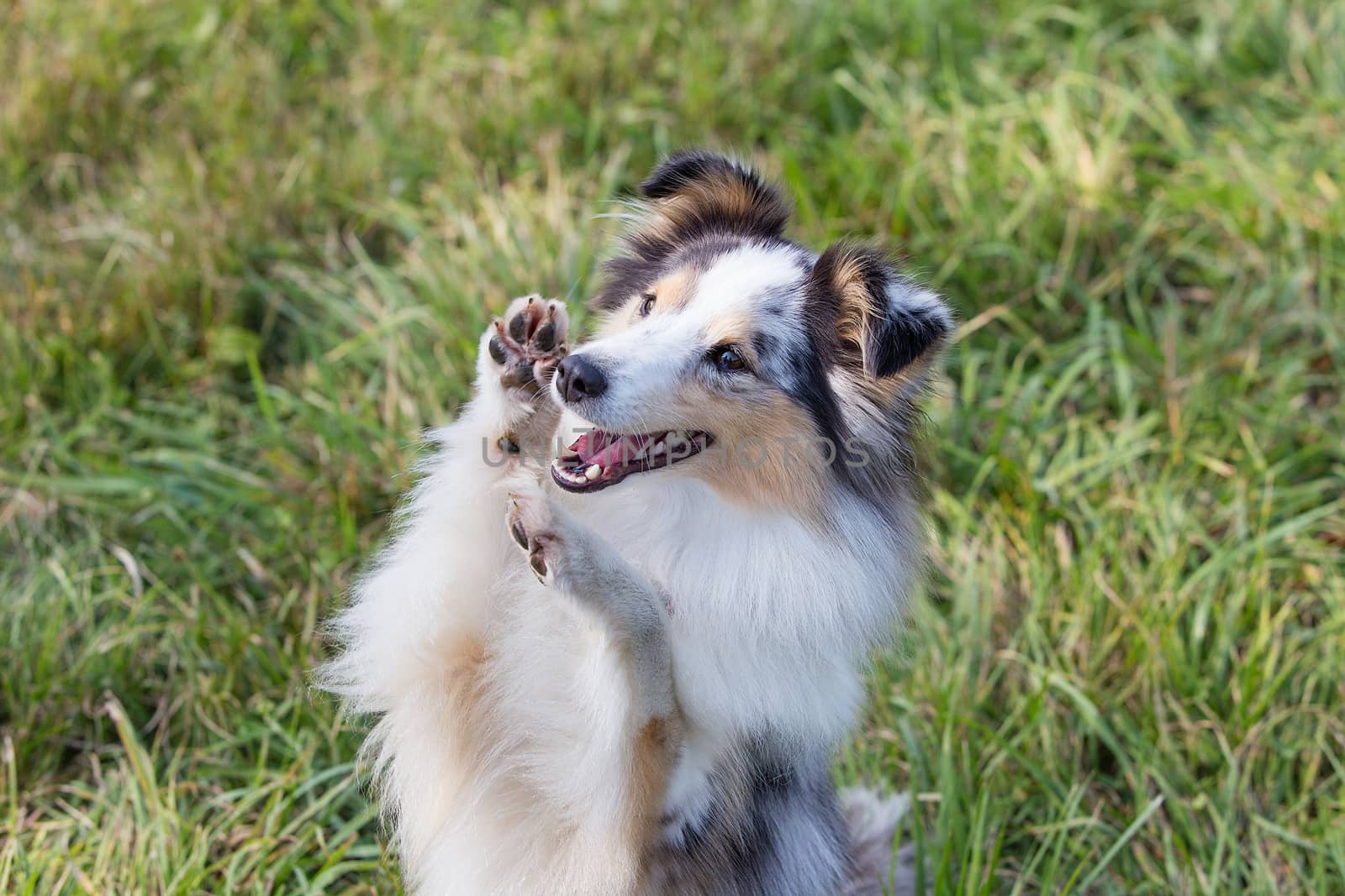 A beautiful little shelty, a small Scottish shepherd sitting on a Sunny day on the grass, a portrait with a sweet gentle sharp muzzle by dikkens