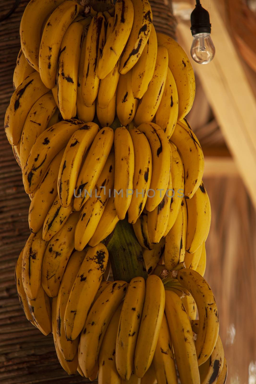 Wicker of bananas ready to eat in caraibic bar