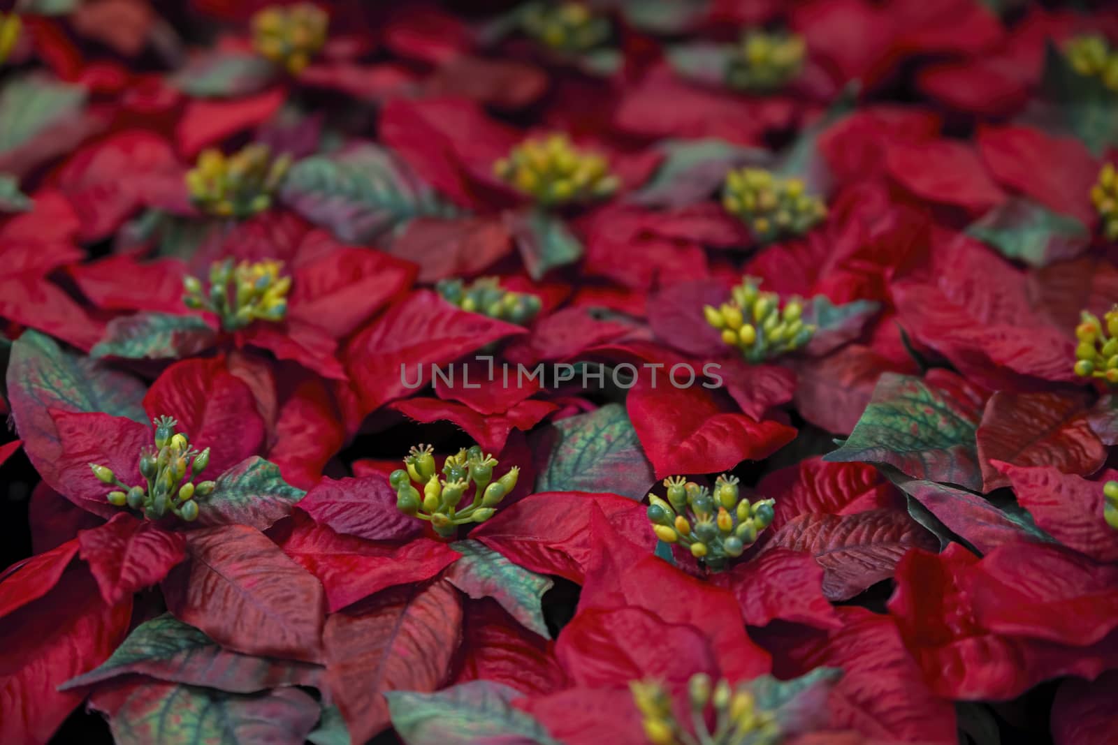 Closeup of red poinsettia flowers Euphorbia pulcherrima. Traditional Christmas flower which decorate the holiday home.