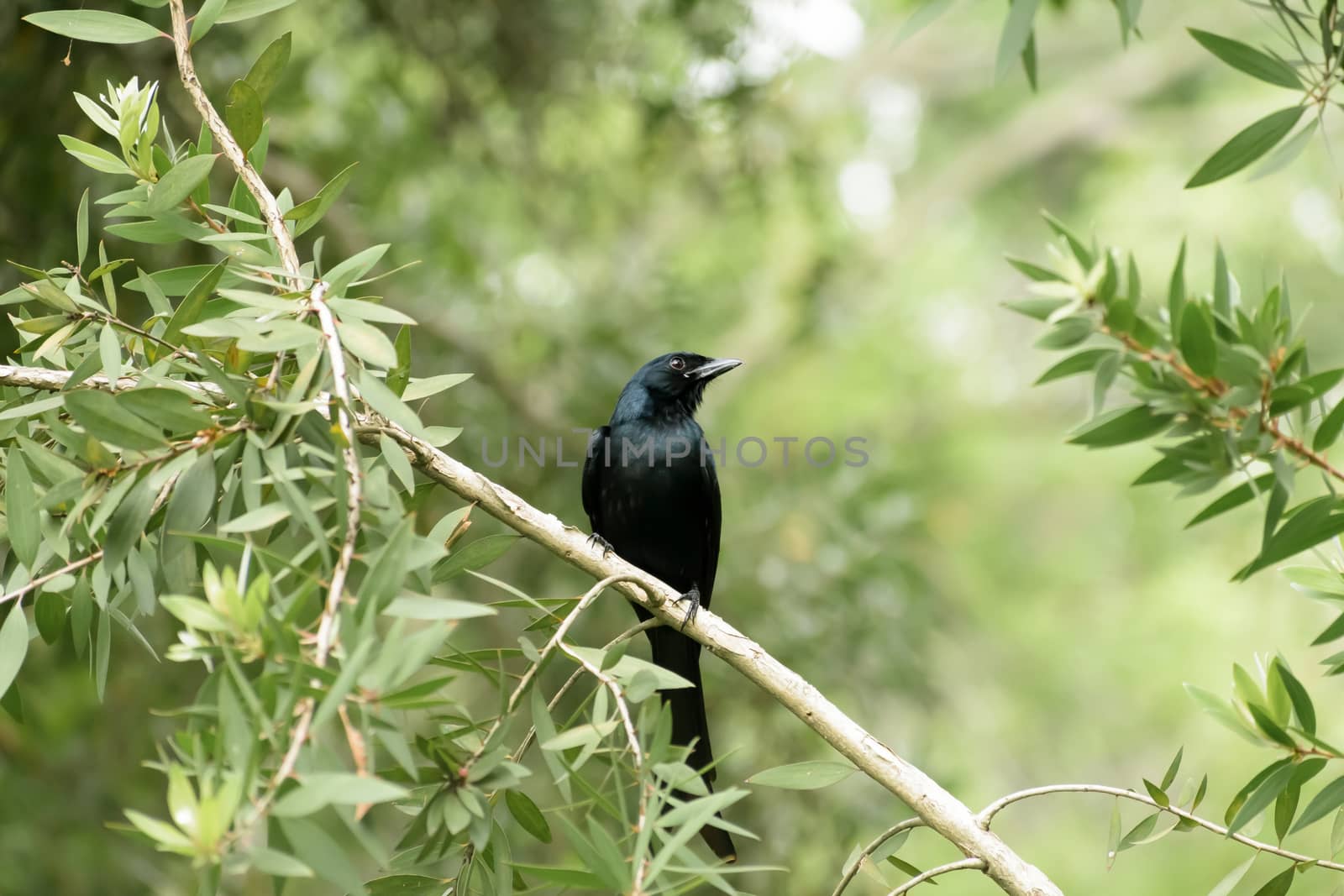 Greater long forked racket tail Spangled Drongo (Chaetorhynchus papuensis) a Dicruridae passerine birds with glossy black fantail plumage spotted in forest tree branch. Bakhira Sanctuary Uttar Pradesh India
