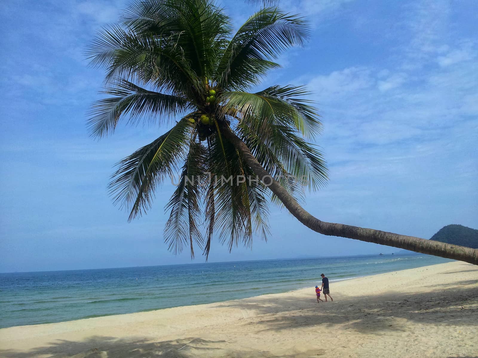 coconut tree on the beach with blue sky background.