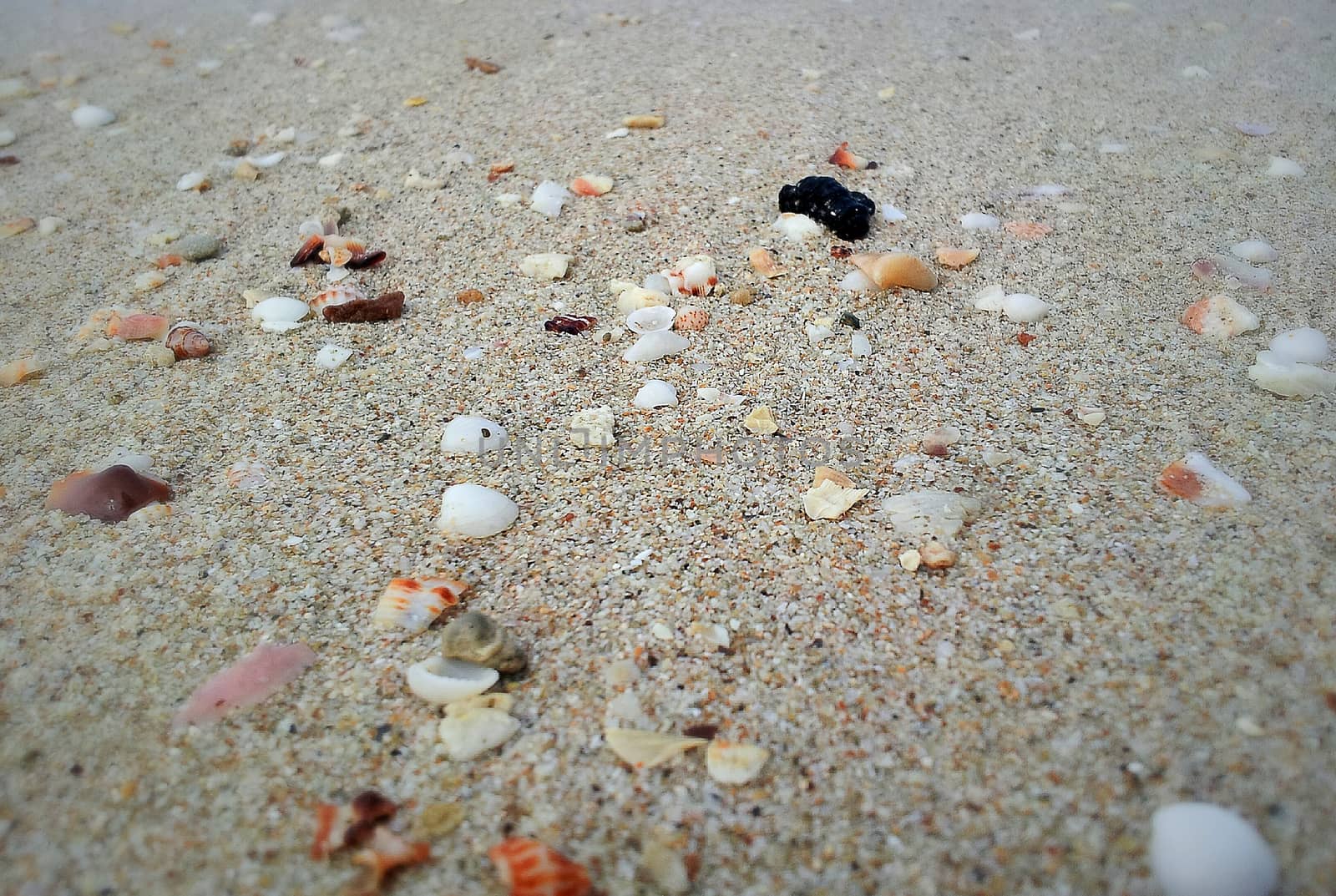 Shells and stones on the beach.