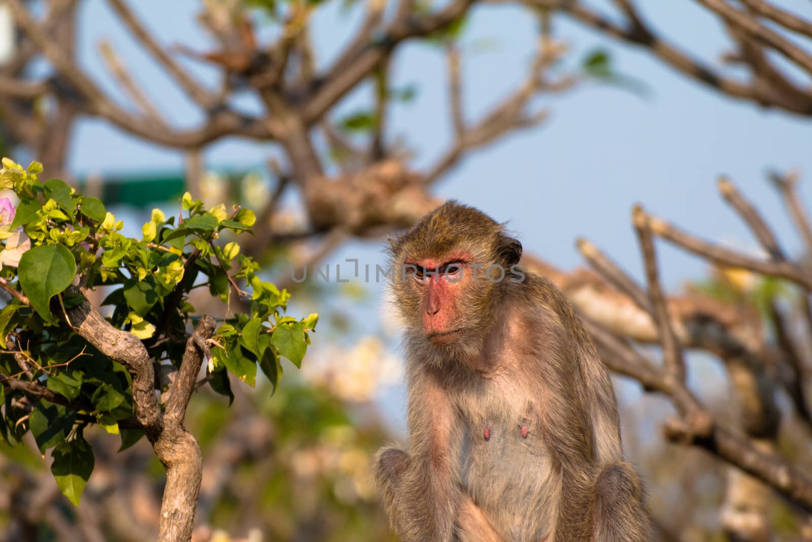 Monkey alone in the middle city Cheerfulness