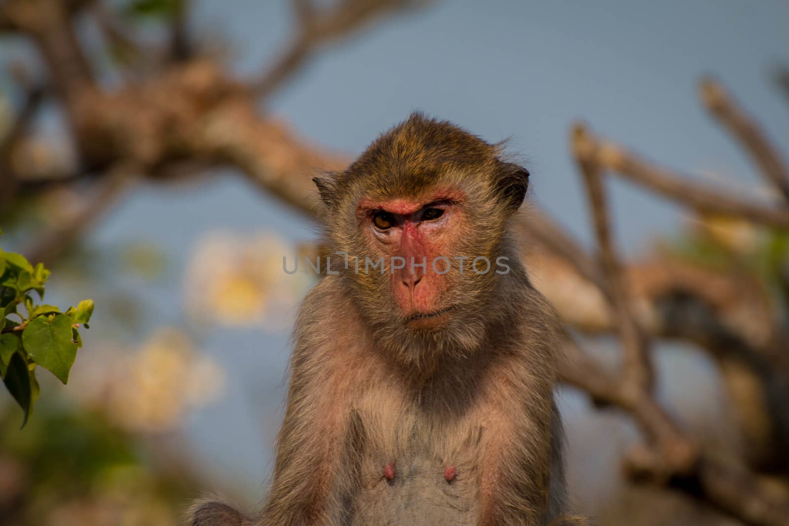 Monkey alone in the middle city Cheerfulness