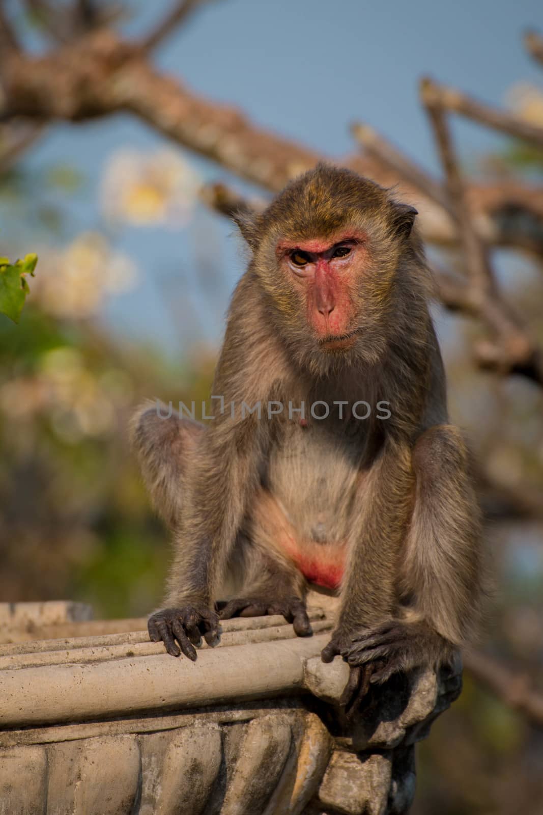 Monkey alone in the middle city Cheerfulness