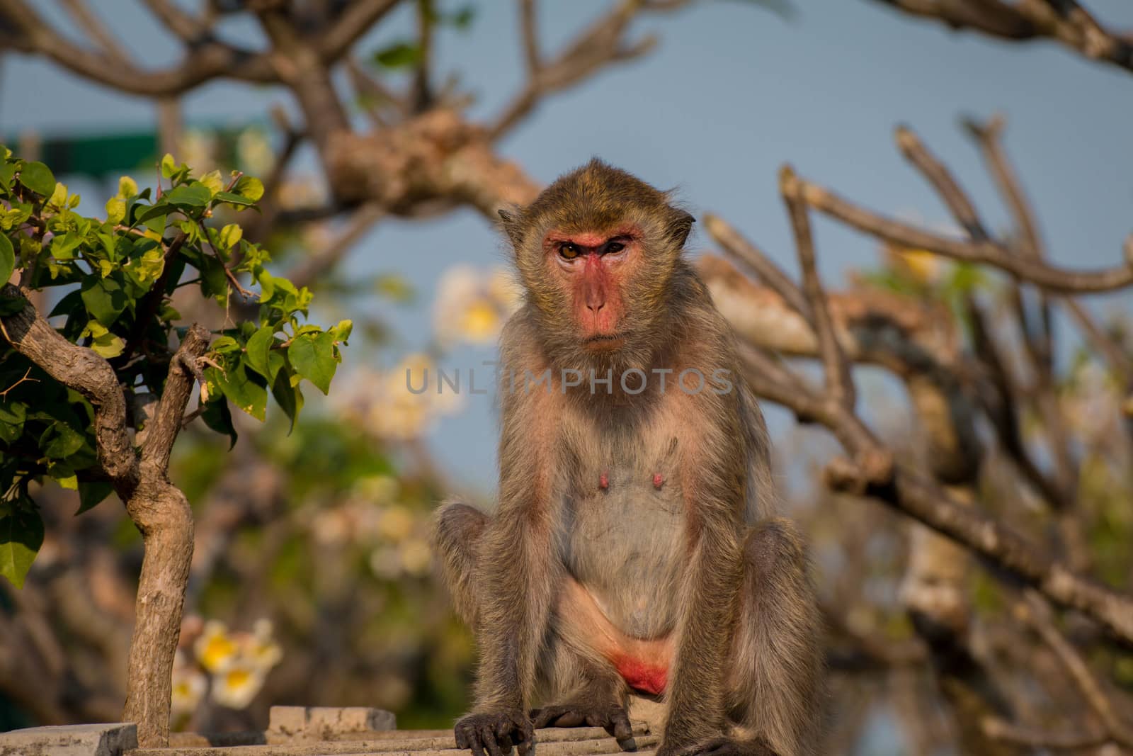 Monkey alone in the middle city Cheerfulness