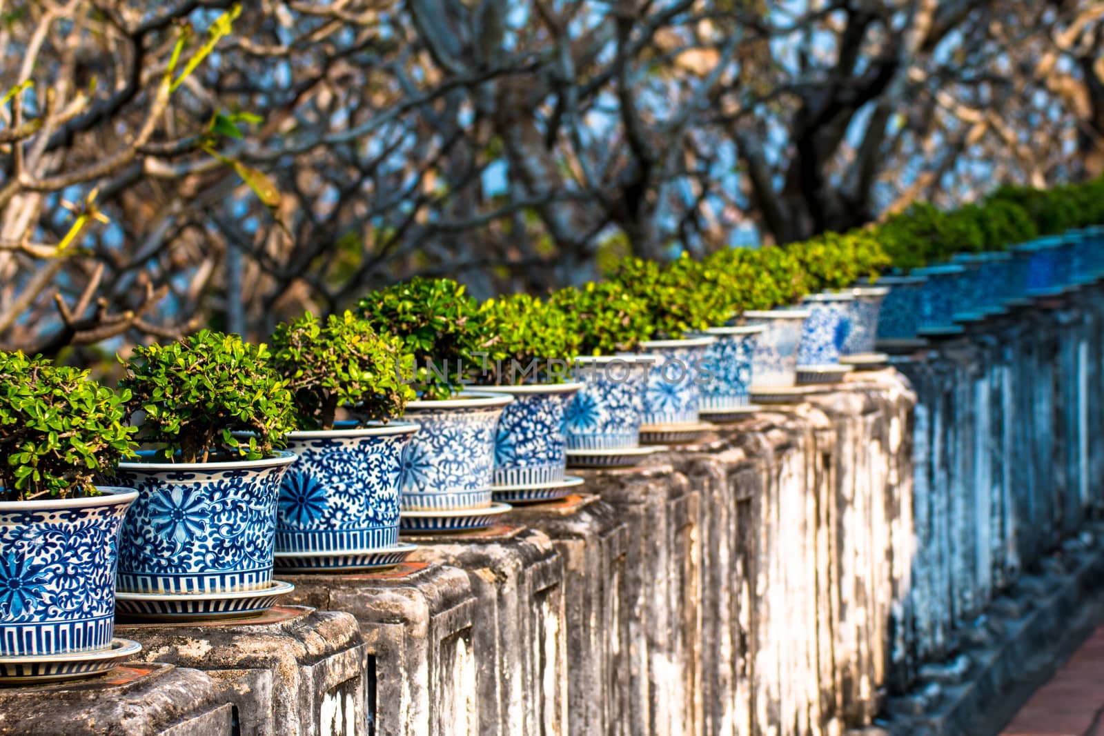 beautiful Carmona retusa or Fukien tea tree in the flowerpot at the palace in Phetburi ,Thailand