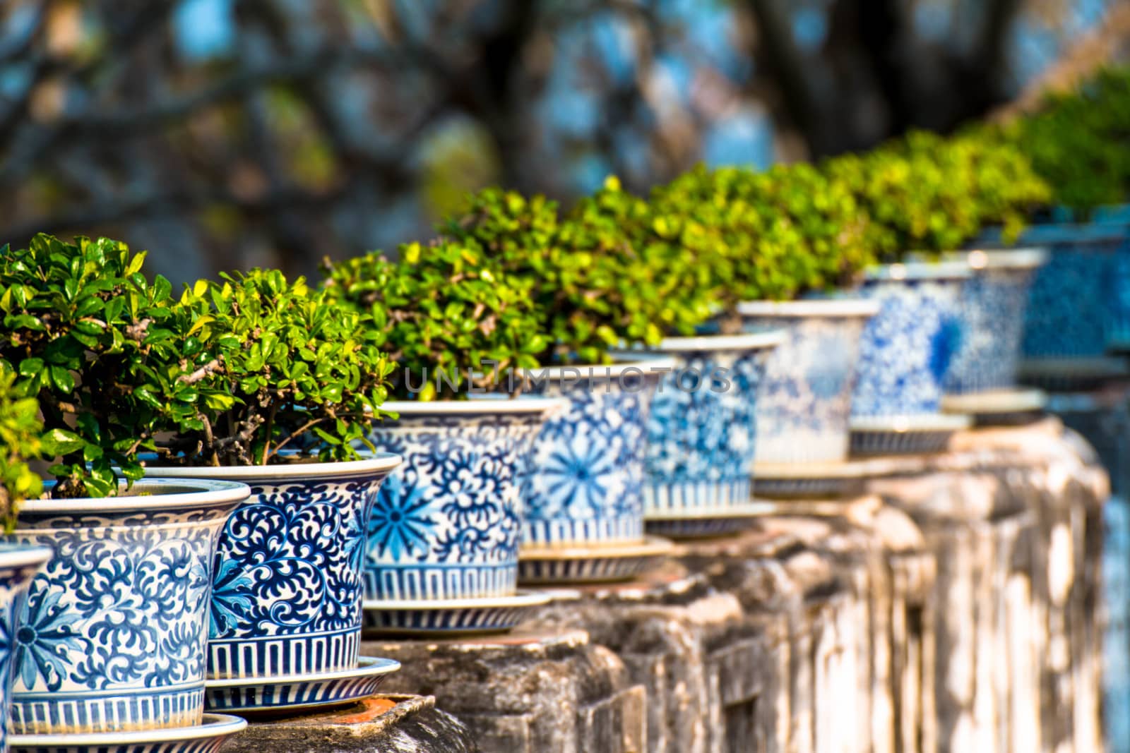 beautiful Carmona retusa or Fukien tea tree in the flowerpot at the palace in Phetburi ,Thailand by N_u_T