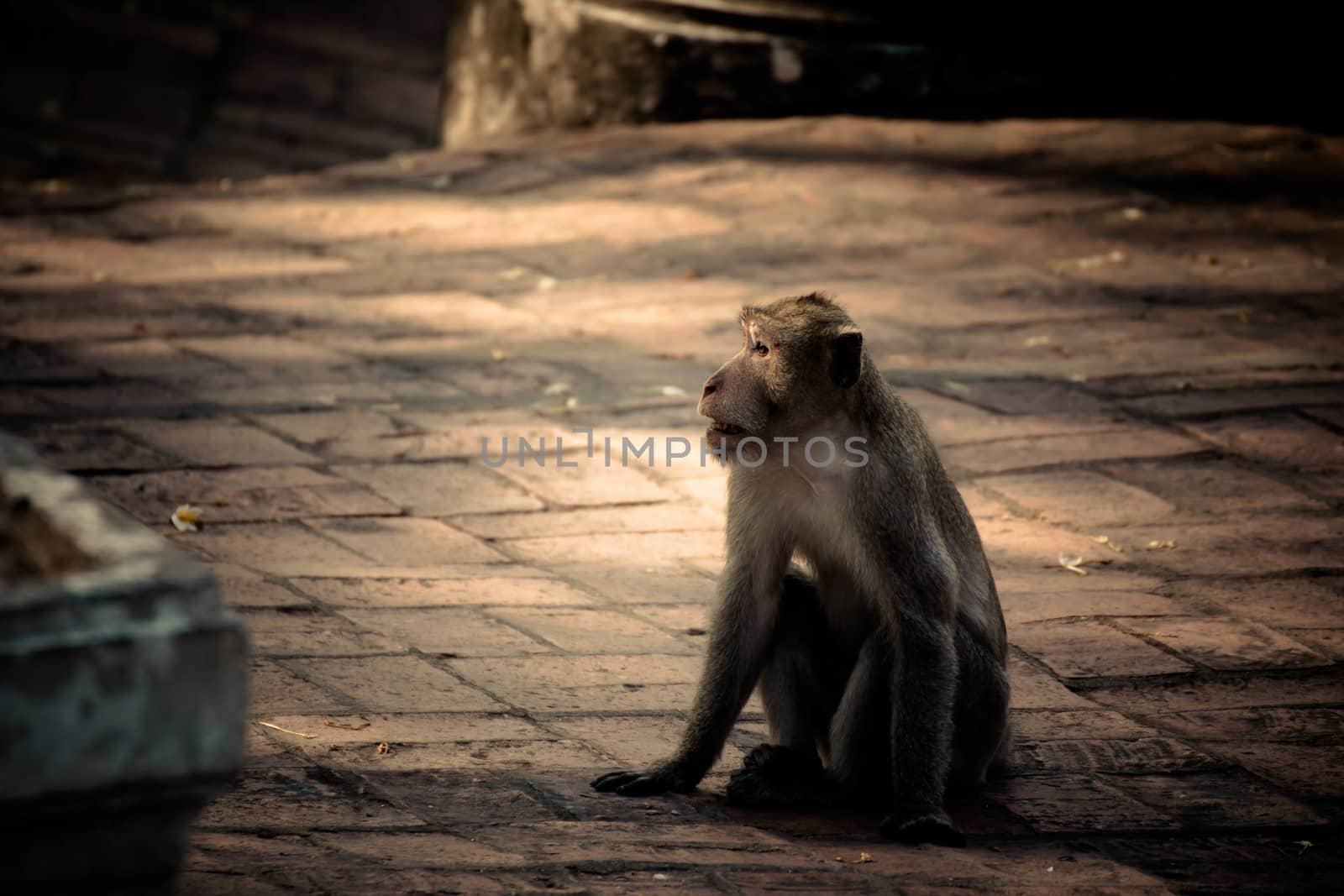 Monkey alone in the middle city Cheerfulness by N_u_T