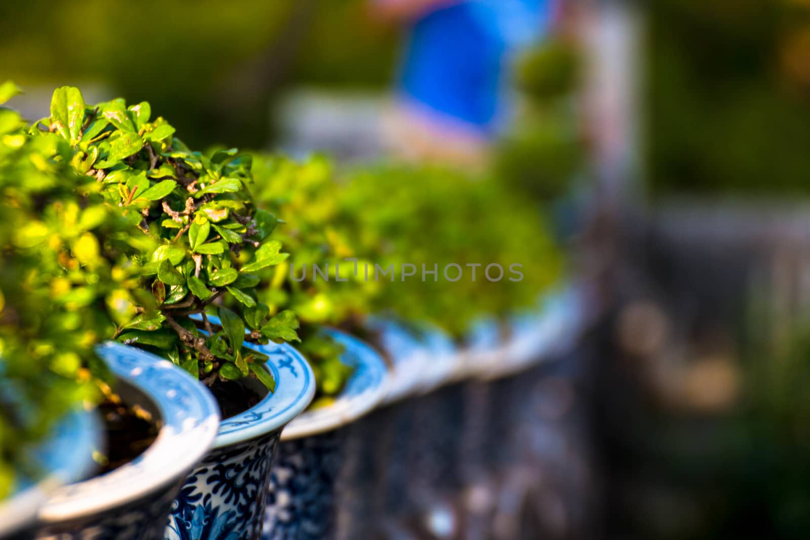 beautiful Carmona retusa or Fukien tea tree in the flowerpot at the palace in Phetburi ,Thailand by N_u_T