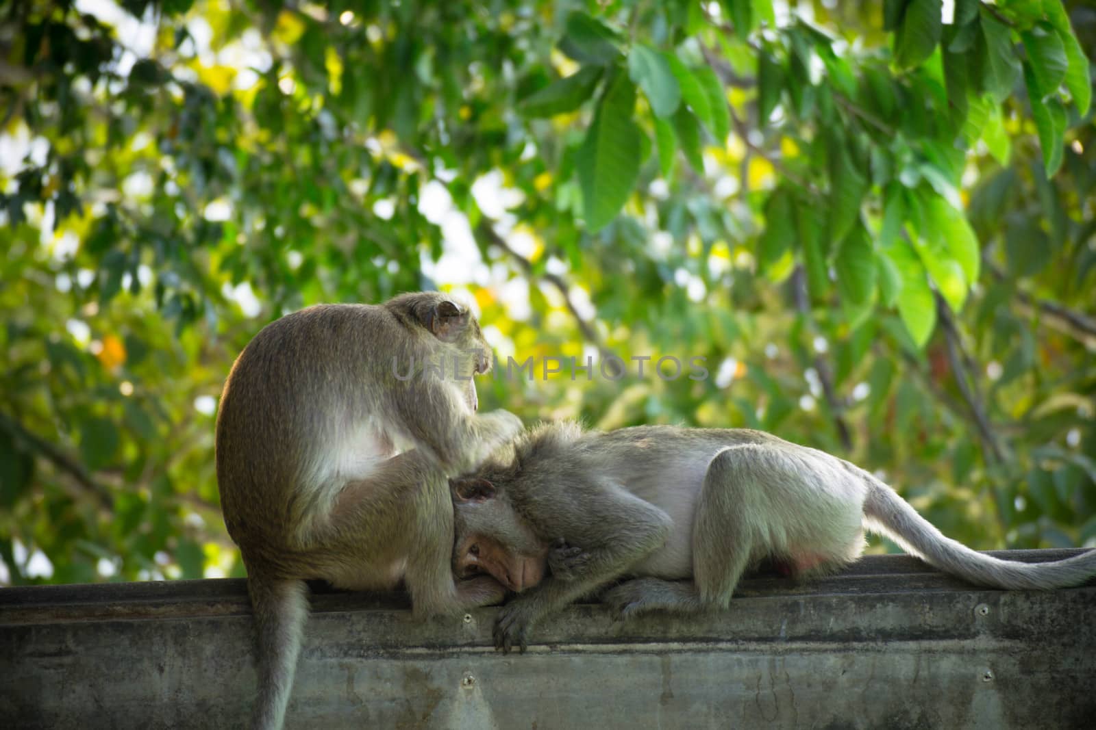 Monkey alone in the middle city Cheerfulness by N_u_T