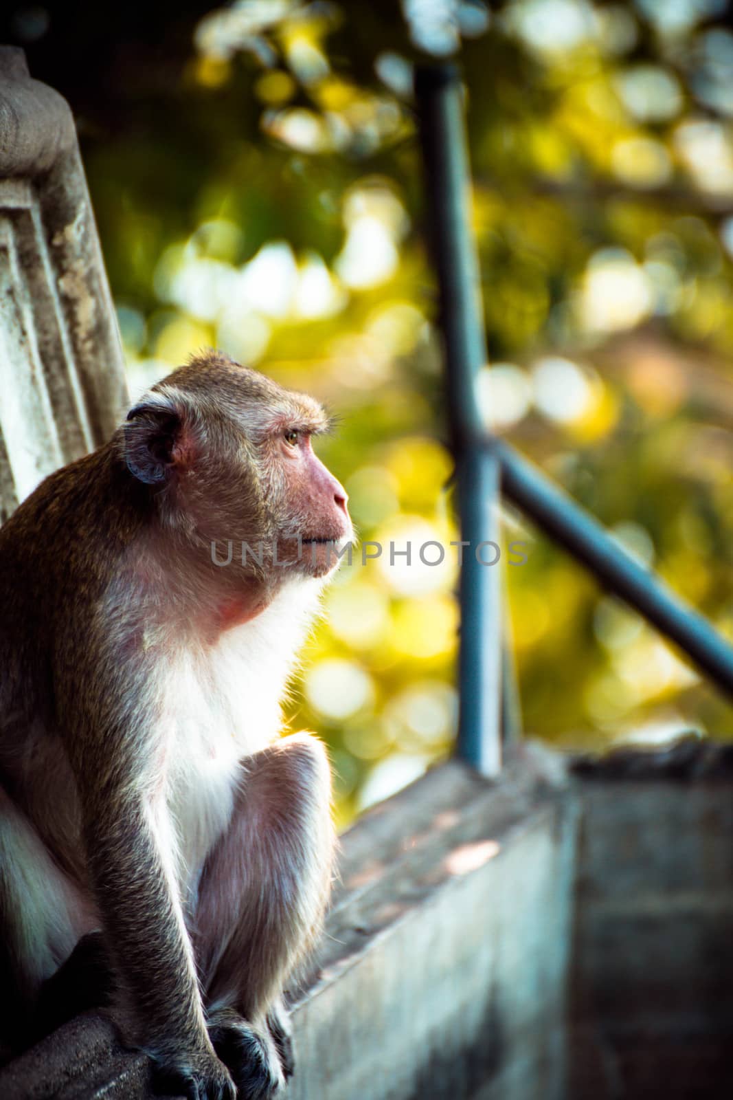 Monkey alone in the middle city Cheerfulness