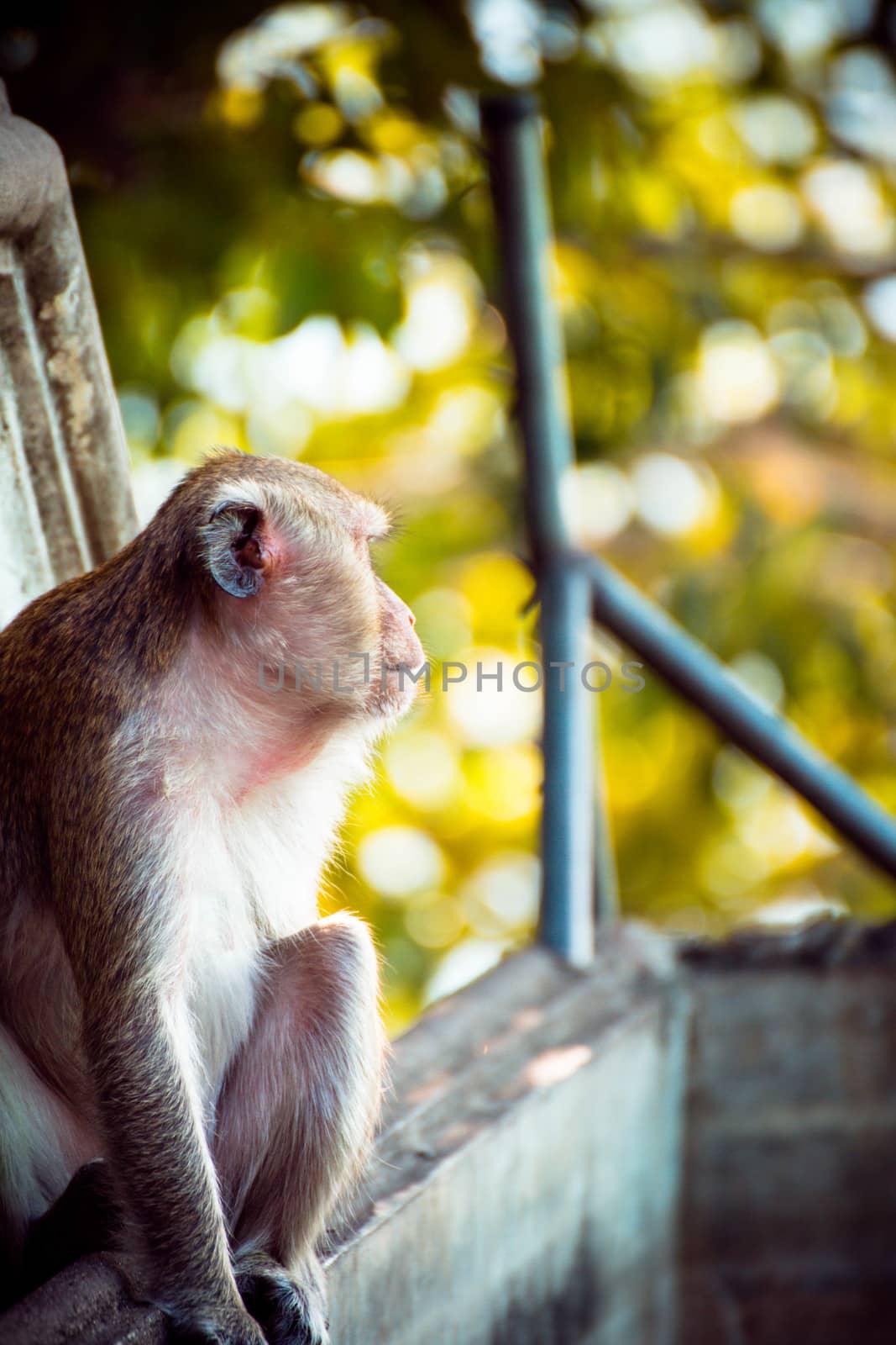 Monkey alone in the middle city Cheerfulness