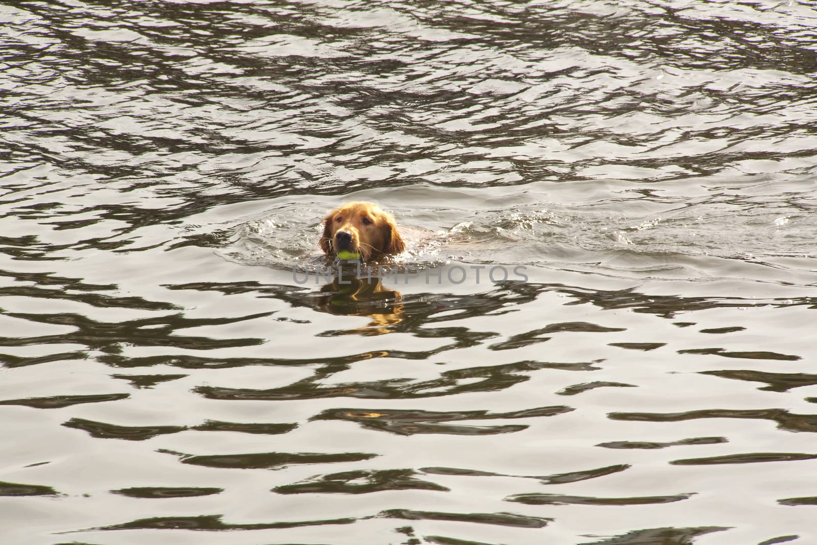 Dog playing fetch and retrieving tennis ball in water