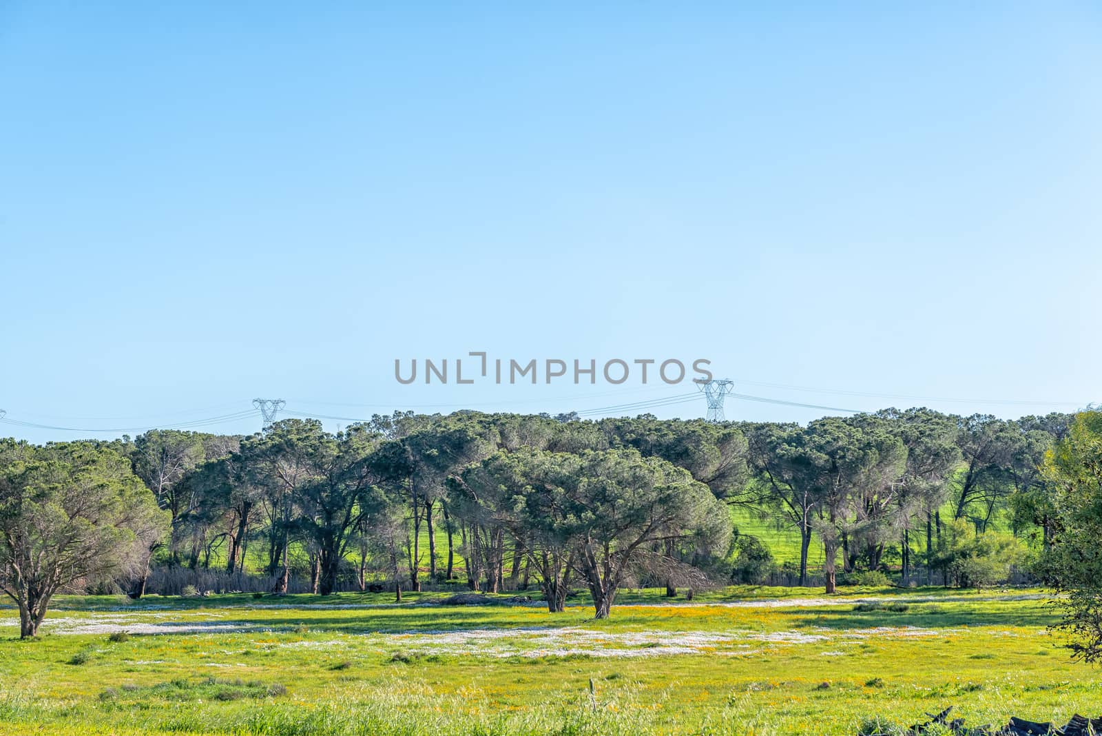 A landscape with trees and wild flowers next to road R312 near Wellington in the Western Cape Province