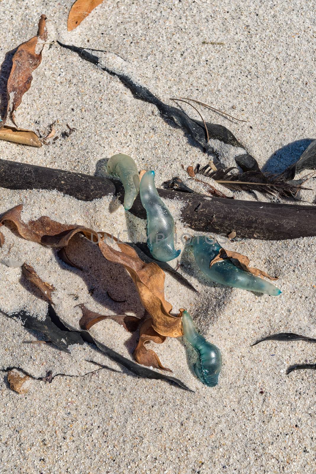 Bluebottles on a beach in Camps Bay in Cape Town in the Western Cape Province