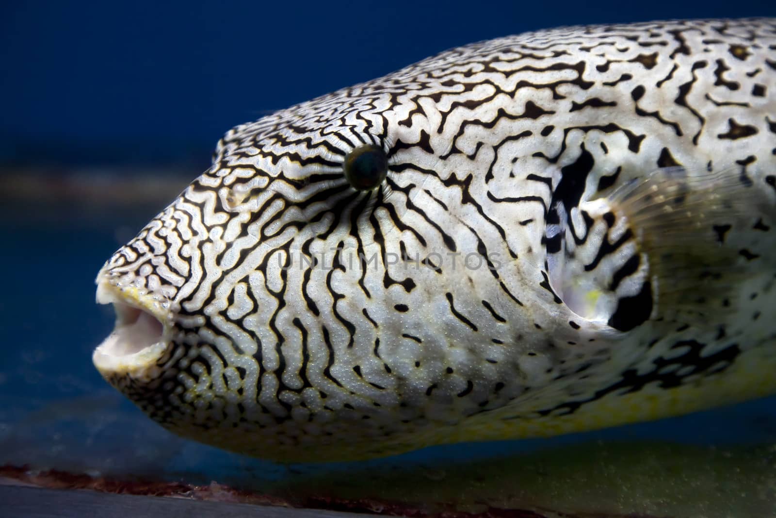 Exotic black and white fish in aquarium