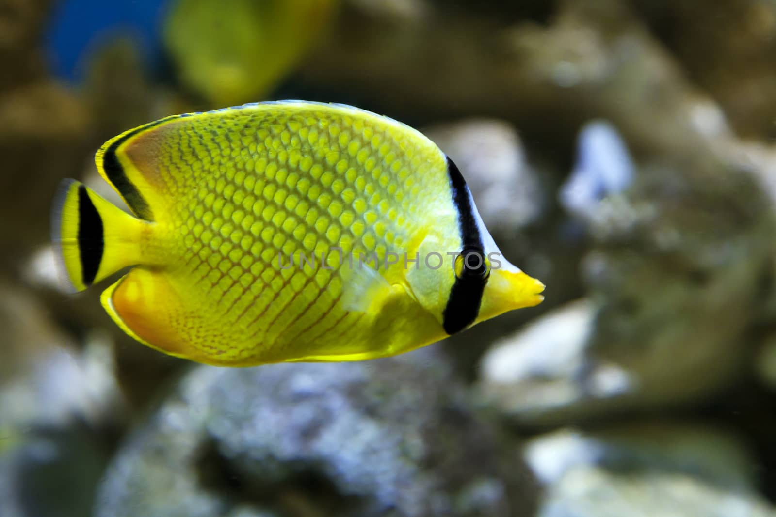 Yellow Butterfly fish Chaetodon rafflesi in an aquarium