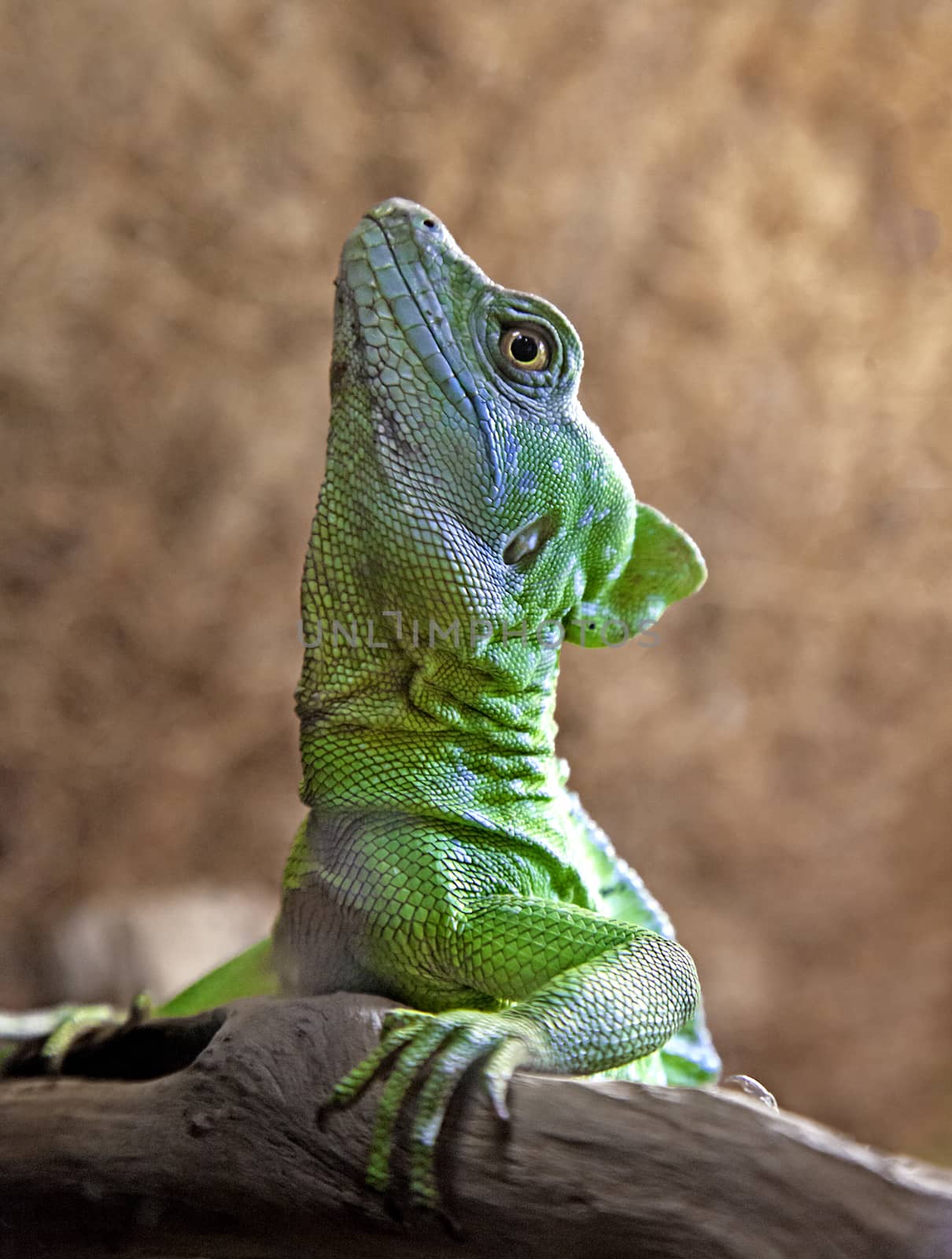 Green or plumed basilisk close up by Goodday