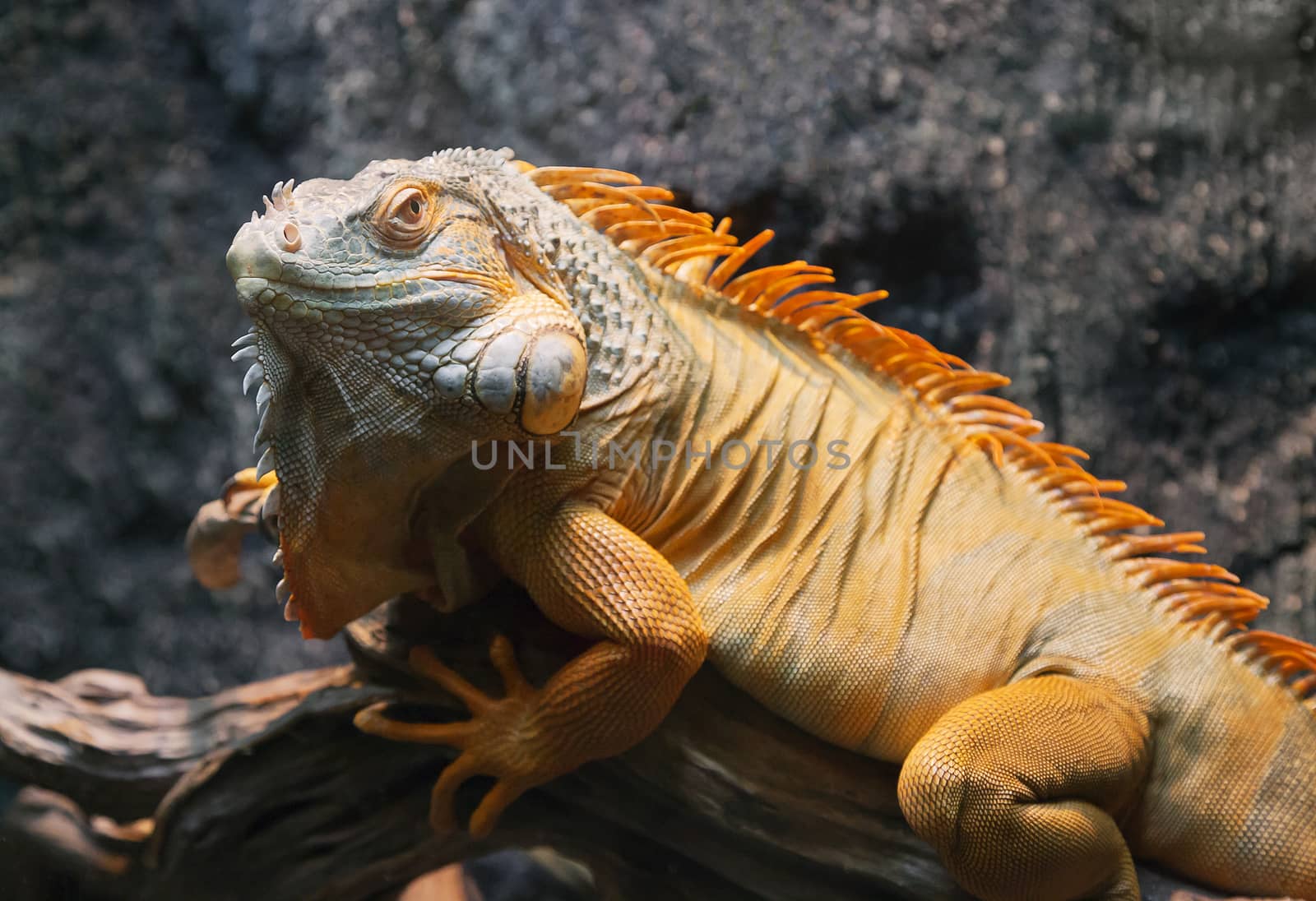 Close-up of a red iguana against grey blurred background