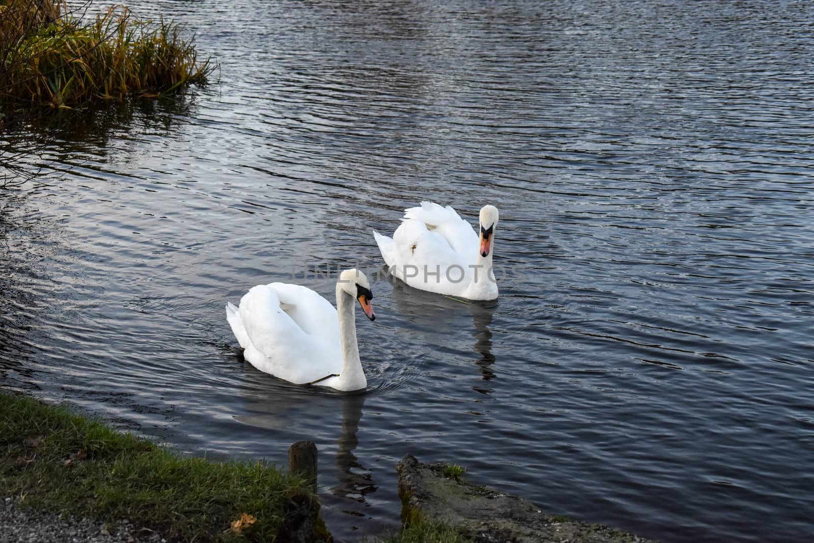 A peaceful couple of swans swimming together calmly on a winter afternoon by benentaylor